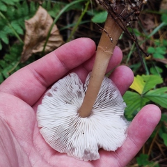 Rhodocollybia asema