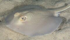 Trygonoptera testacea