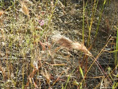 Bromus rubens
