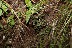 Gonocarpus acanthocarpus