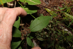 Pomaderris canescens