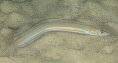 Ariosoma
