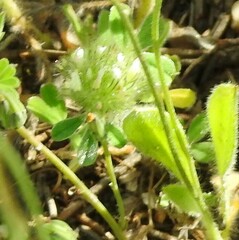 Trifolium cherleri