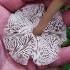 Rhodocollybia asema