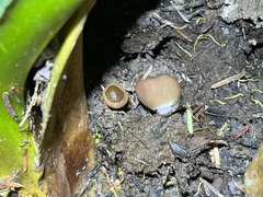 Leotiomycetes