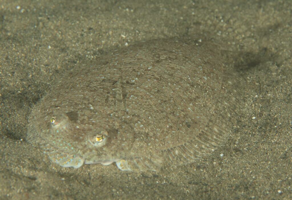 Flounder (Engyprosopon grandisquama) — Bothidae