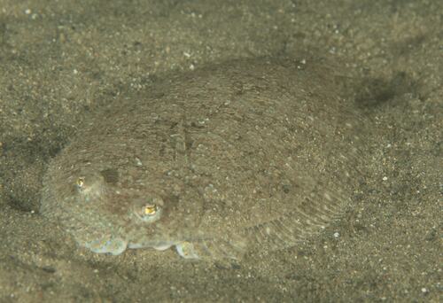 Flounder (Engyprosopon grandisquama) — Bothidae