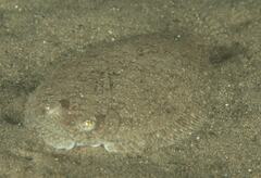 Largescale Flounder photo 3