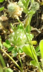 Trifolium cherleri