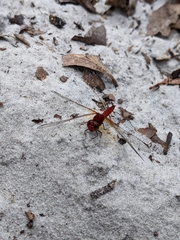Diplacodes haematodes