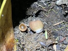 Leotiomycetes