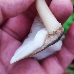 Rhodocollybia asema