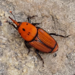 Rhynchophorus ferrugineus
