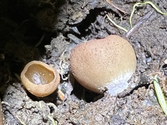 Leotiomycetes