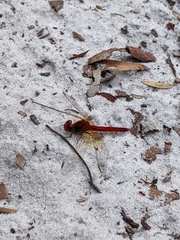 Diplacodes haematodes