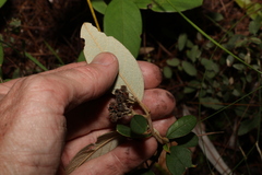 Pomaderris canescens