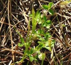 Trifolium tomentosum