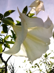 Brugmansia arborea