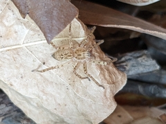 Anyphaena