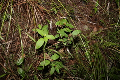 Pomaderris canescens