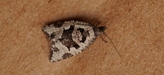Meritastis