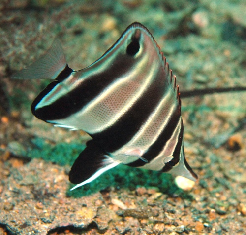 Western talma (Chelmonops curiosus) — Chaetodontidae