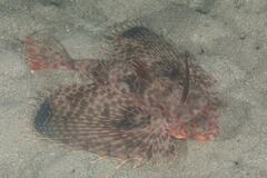 Dactyloptena orientalis