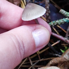 Mycena polygramma