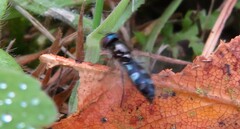 Platycheirus albimanus