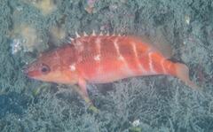 Hypoplectrodes maccullochi