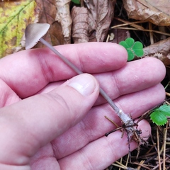 Mycena polygramma