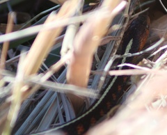 Thamnophis sirtalis concinnus