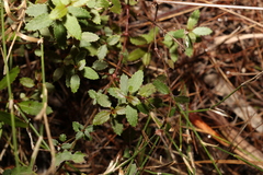 Gonocarpus acanthocarpus