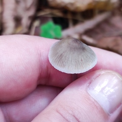 Mycena polygramma