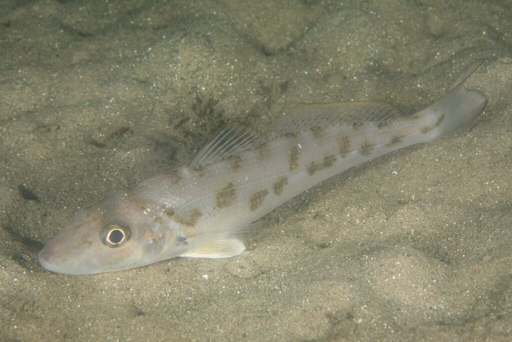 Banded whiting (Sillago maculata) — Sillaginidae