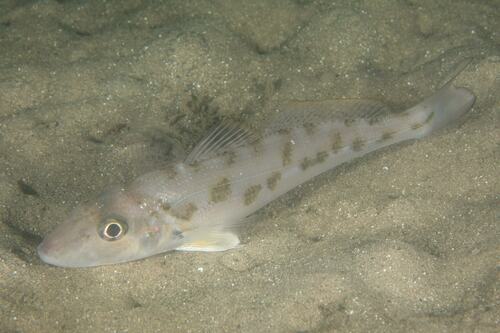 trumpeter-whiting-fishes-of-chowder-bay-sydney-australia-inaturalist