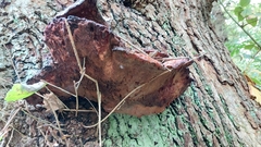 Fistulina hepatica