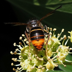 Vespa velutina nigrithorax