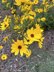 Helianthus angustifolius