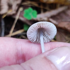 Mycena polygramma