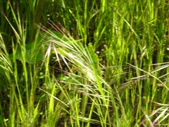 Bromus sterilis