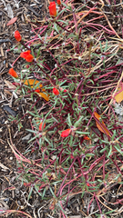 Portulaca grandiflora