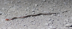 Thamnophis sirtalis concinnus