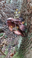Fistulina hepatica