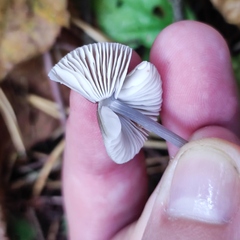 Mycena polygramma