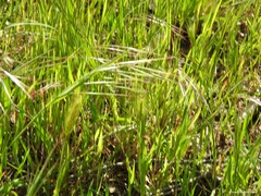 Hordeum murinum leporinum