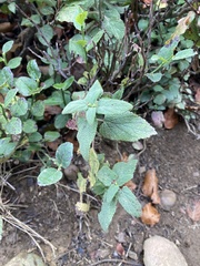 Teucrium scorodonia