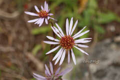 Aster