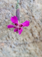 Dianthus lusitanus