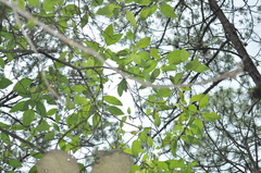 Lippia myriocephala